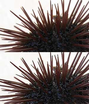 Photoshop wyostrzanie